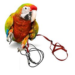Parrot postroj pre papagáje XL