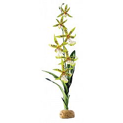 Rastlina EXO TERRA Spider Orchid